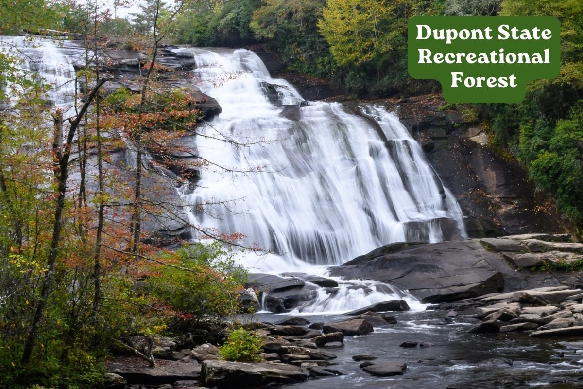 Dupont State Recreational forest
