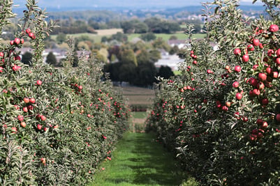 apple-orchard