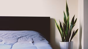 snake plant next to a bed